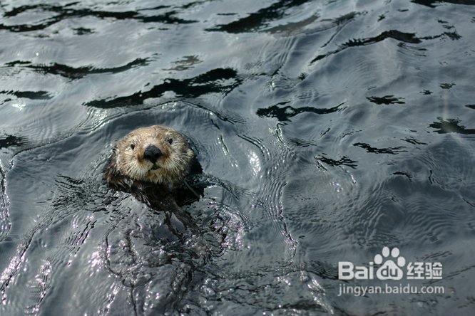 温哥华水族馆:水中舞动的精灵们