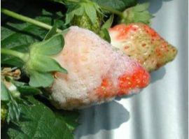 草莓白粉病该怎么治?