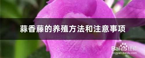 紫铃藤的养殖方法和注意事项 百度经验