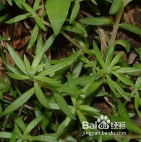 垂盆草怎么样养才能爆盆