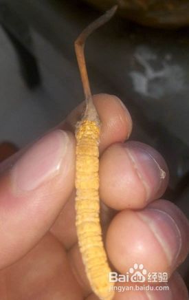 冬虫夏草回收多少钱一克合理 冬虫夏草的价格