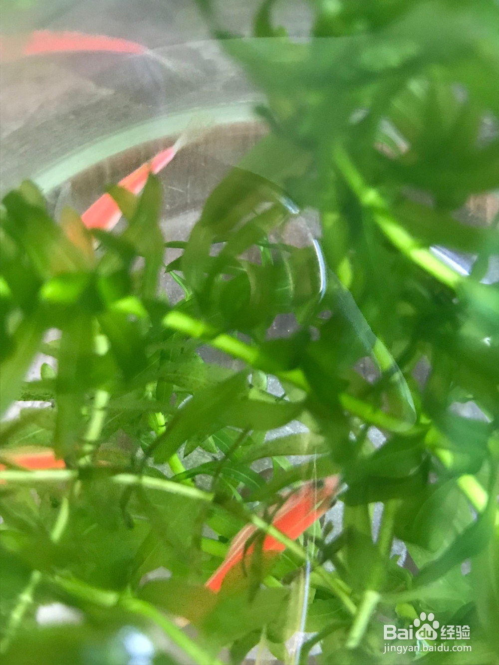 热带鱼红斑马如何饲养