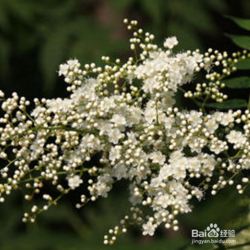 华北珍珠梅的培育方法和注意事项