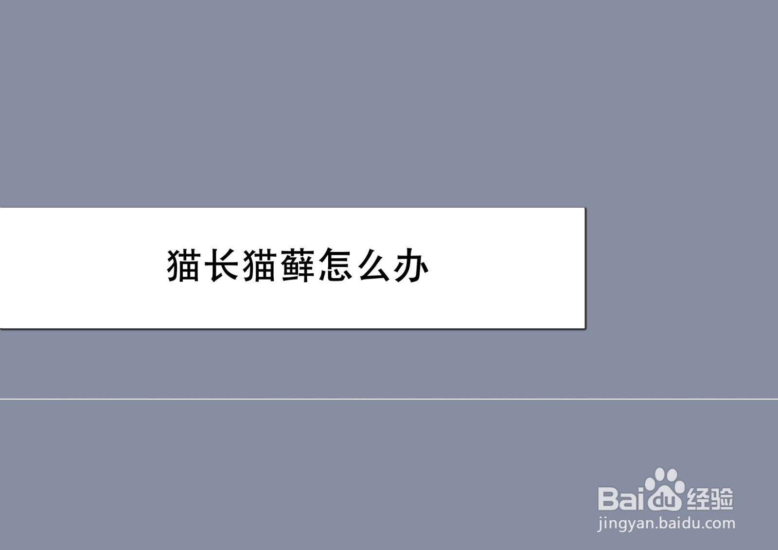 猫长猫藓怎么办