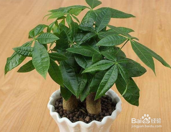 秋季可以种植发财树种子吗？