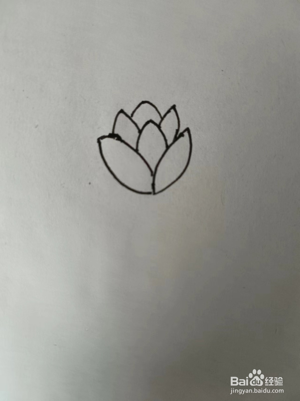 画荷花的简笔画