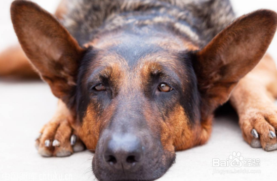 狗狗几岁开始衰老，衰老的表现有哪些？