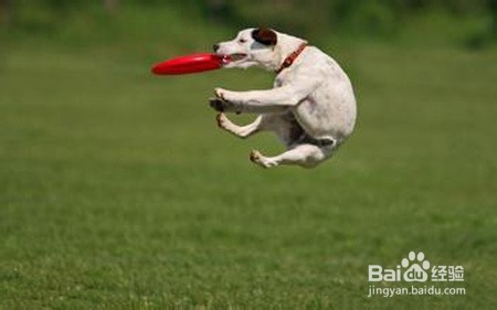 如何少花钱养宠物