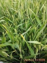 小麦叶子黄怎么办