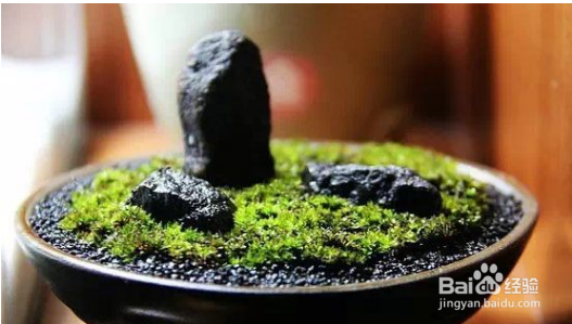 如何给鲜花拍摄照片