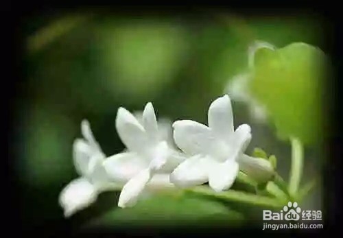 史上最吸毒的植物