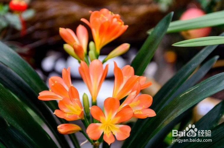 君子兰下垂的解决方法