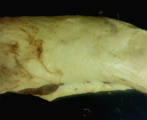 牛奶可可双色玉米土司