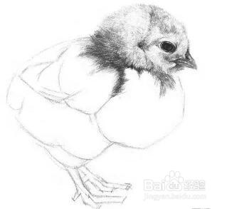 如何学习素描——素描小鸡的绘画教程
