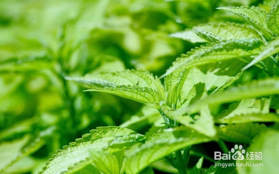 饮用浓茶需要注意什么