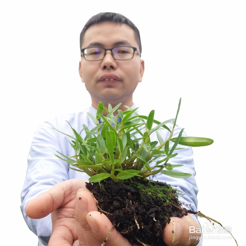 怎么区分霍山石斛和铁皮石斛