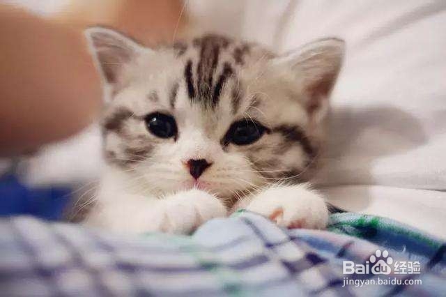 小猫打完疫苗拉稀严重怎么办