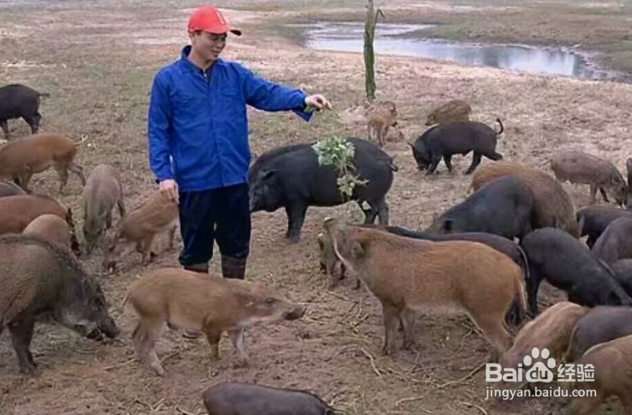 野猪如何容易中套