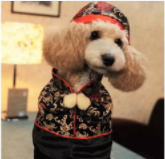 如何训练狗狗作揖