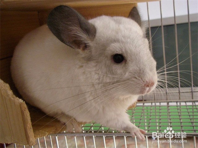 龙猫不吃不喝怎么办