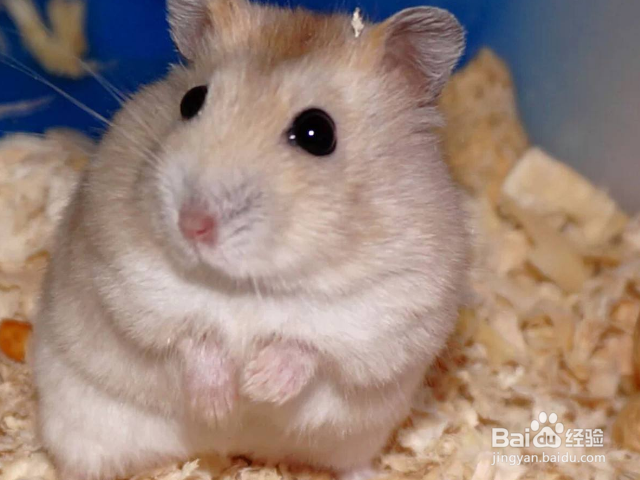 怎么做仓鼠才会信任你？