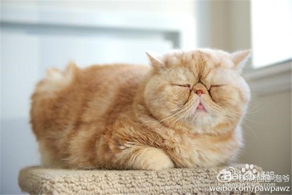 养加菲猫需要注意什么？