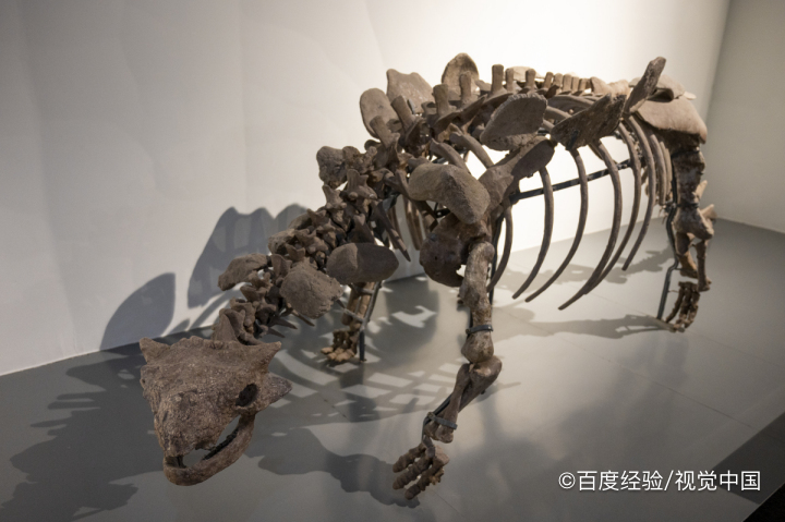 化石是如何形成的