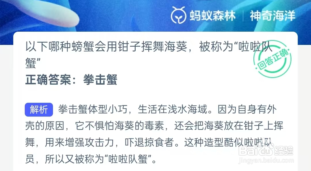 哪种螃蟹会用钳子挥舞海葵被称为“啦啦队蟹”？