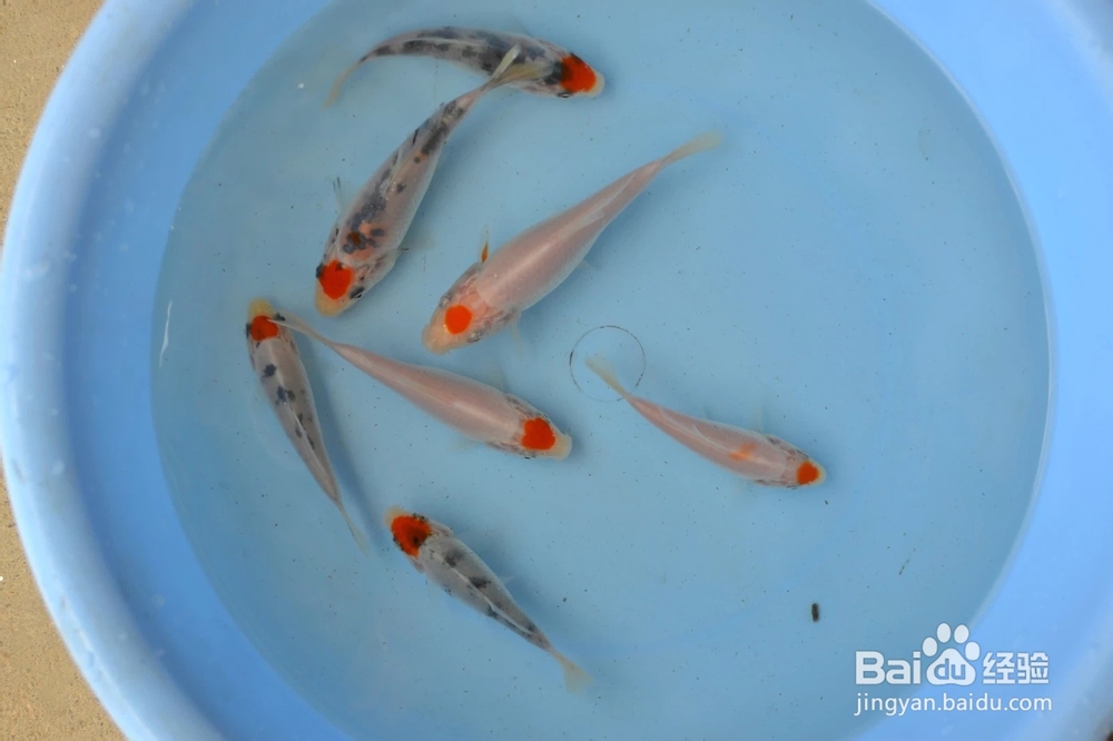 介绍锦鲤小常识