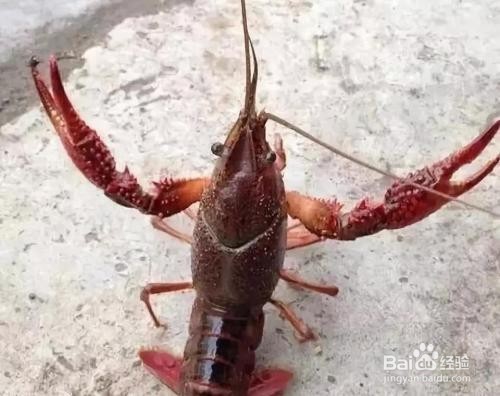 钓龙虾的小技巧