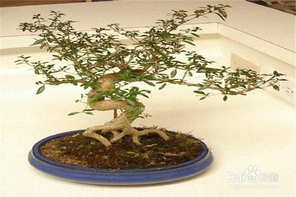 六月雪的养殖方法和注意事项？