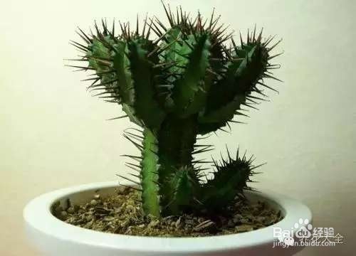 如何养花不招虫