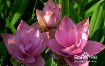 姜荷花的养殖方法