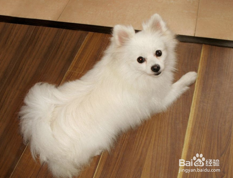 女生为什么不能养博美犬