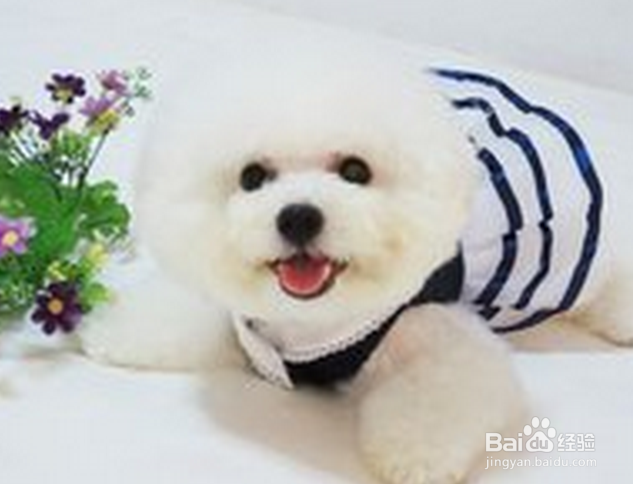 如何快速学会宠物美容技术