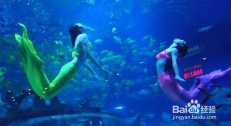天津极地海洋馆旅游攻略（豪华版）