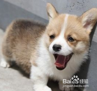 如何养柯基犬 饮食上尤为重要