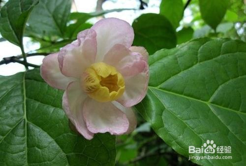 夏腊梅的种植方法和注意事项