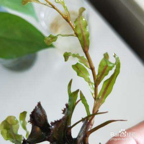 菹草的养殖方法和注意事项