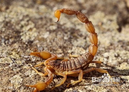 蝎子的功效与作用
