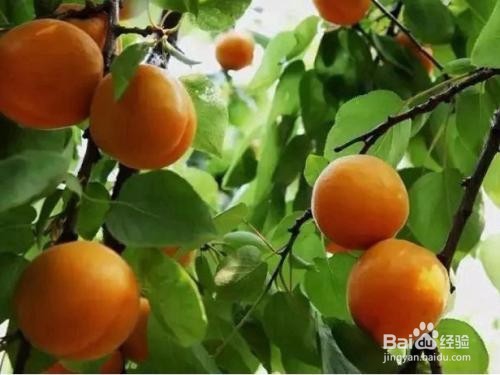 春天吃什么水果好