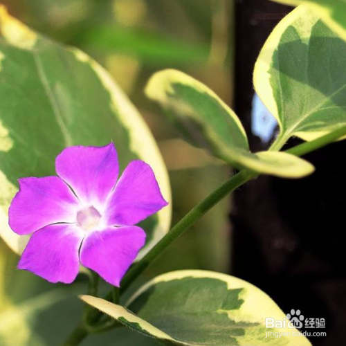 花叶蔓长春的养殖方法和注意事项