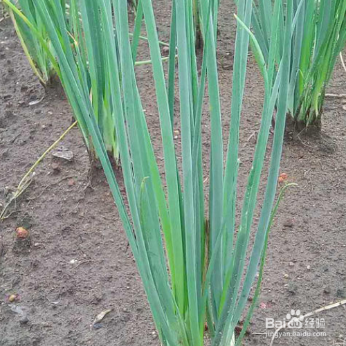 小香葱的养殖方法