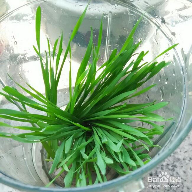 营养美味的小麦草汁