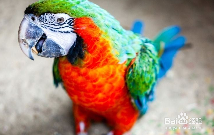 鹦鹉嗉囊有气泡怎么办