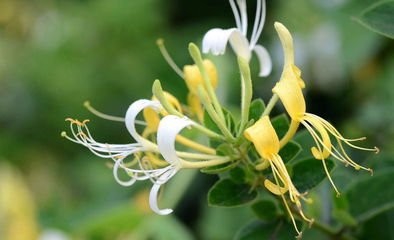 养胃健脾粥应该怎么做？养胃粥的做法