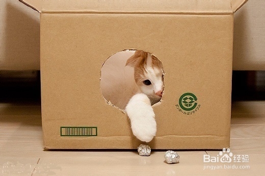 为猫咪打造玩耍天堂