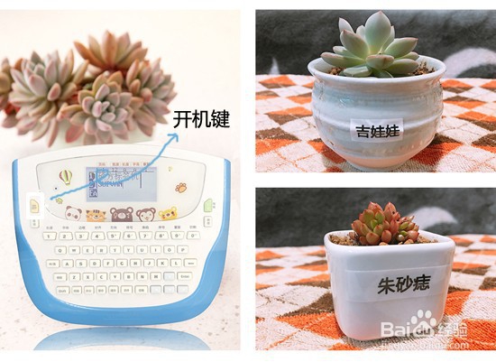 盆栽植物标签怎么做