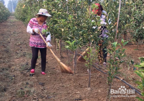 果园绿肥鼠茅草的种植方法