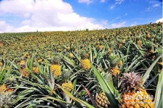 吃菠萝的这些好处，你知道吗？